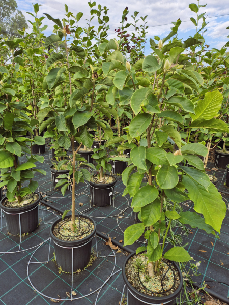 Magnolia Black Tulip