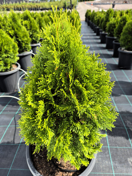 Thuja occidentalis Smaragd