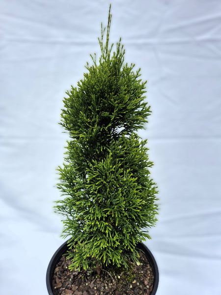 Thuja occidentalis Smaragd