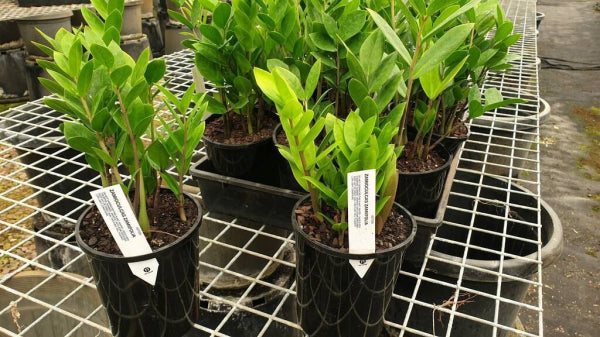 Zamioculcas zamiifolia Zanzibar gem