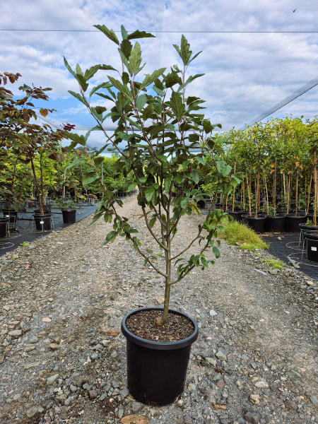 Malus ioensis Plena Crab Apple
