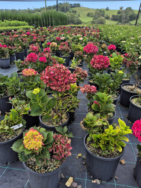 Hydrangea Magical Ruby