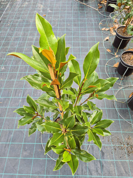 Magnolia grandiflora Kay Parris