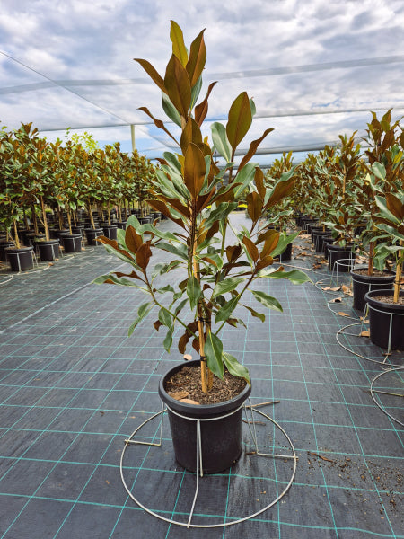 Magnolia grandiflora Kay Parris