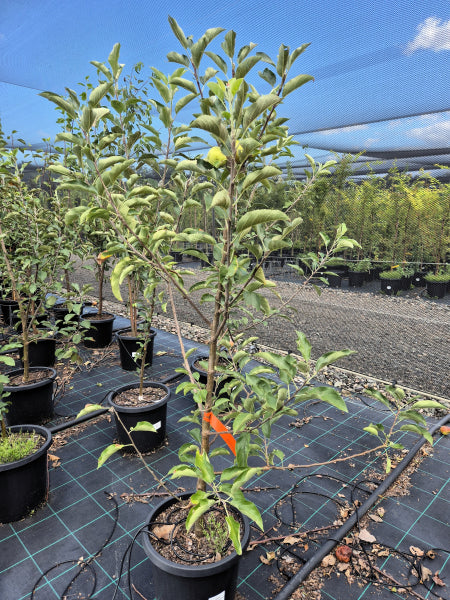 Apple - Golden Delicious Dwarf Malus domestica