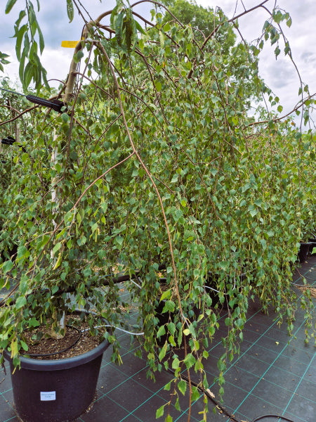 Betula pendula Youngii Weeping Birch Standards