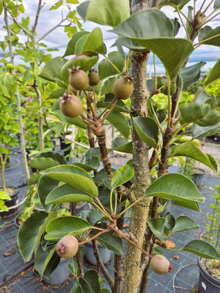 Pyrus calleryana x pyrifolia Javelin