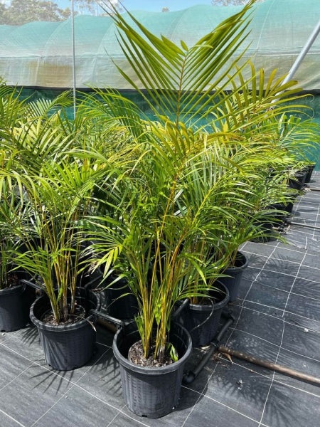 Dypsis lutescens