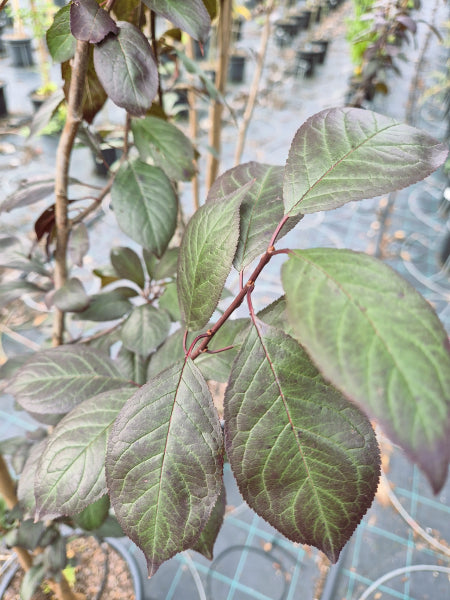 Prunus cerasifera Oakville Crimson Spire