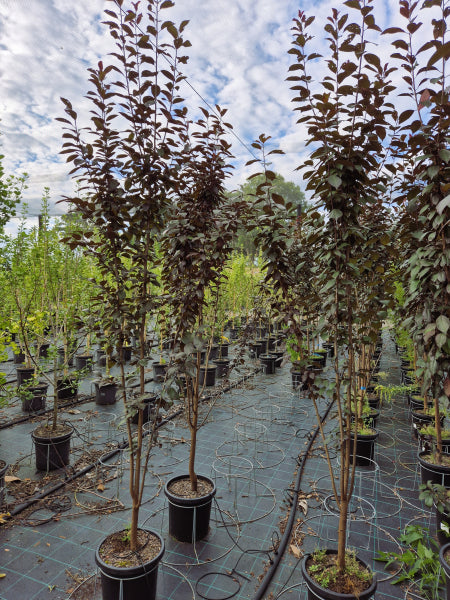 Prunus cerasifera Oakville Crimson Spire