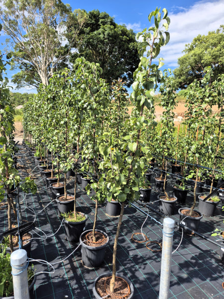 Pyrus calleryana Capital