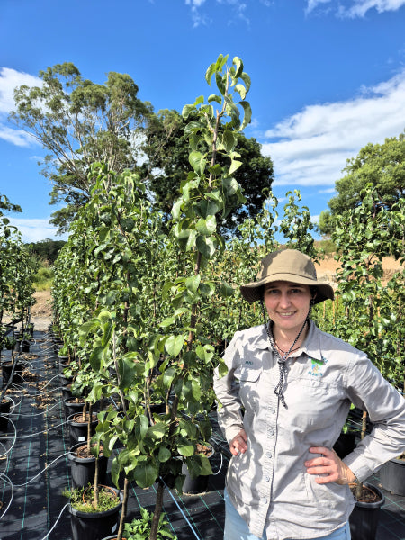 Pyrus calleryana Capital