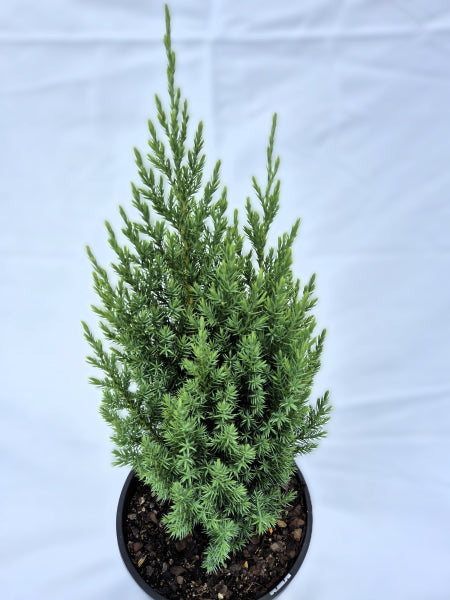 Juniperus chinensis Pyramidalis