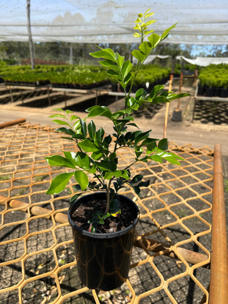 Murraya paniculata - Mock Orange