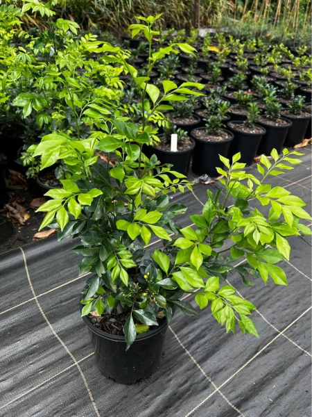 Murraya paniculata - Mock Orange