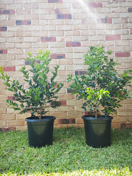 Murraya paniculata - Mock Orange