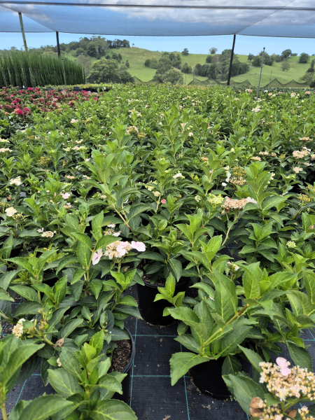 Hydrangea Runaway Bride