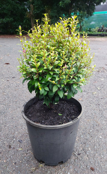 Acmena smithii minor Allyn Magic