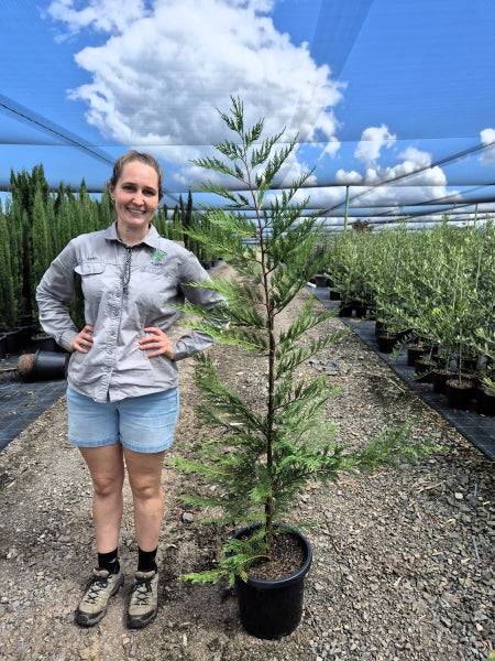 Cupressocyparis leylandii Leighton Green