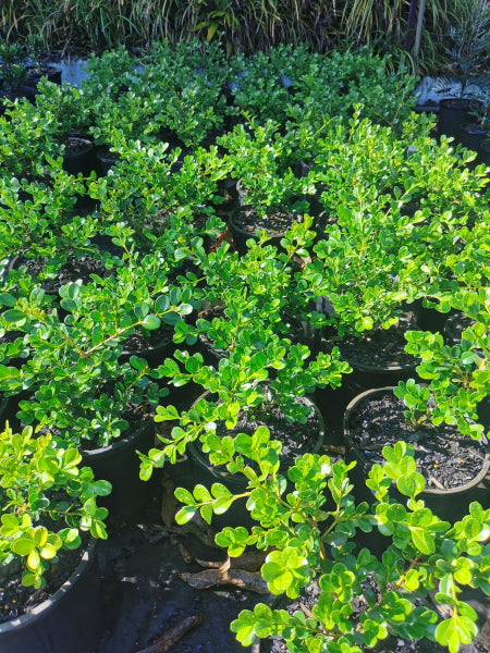 Buxus microphylla japonica Japanese Box