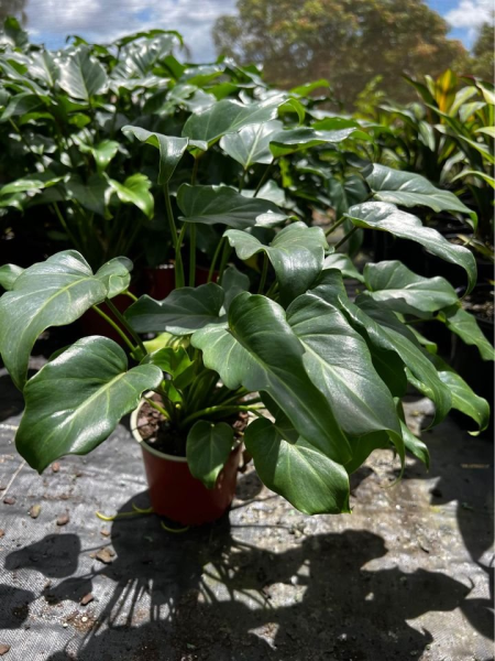 philodendron xanadu spacing Philodendron Xanadu