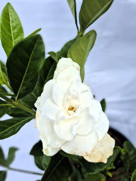 Gardenia augusta Florida