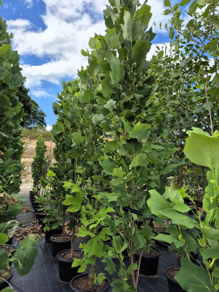 Liriodendron tulipifera Fastigiata