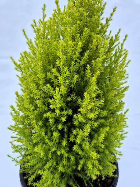 Cupressus macrocarpa Lemon Scent