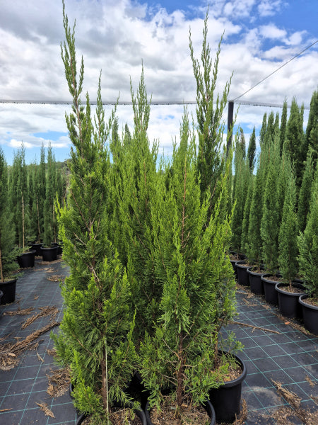 Juniperus chinensis Spartan