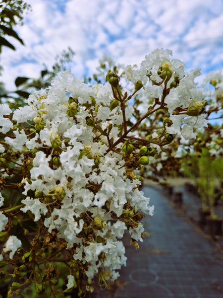 Lagerstroemia Natchez Crepe Myrtle