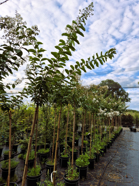 Lagerstroemia Natchez Crepe Myrtle