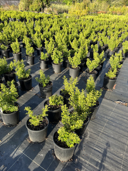 Murraya paniculata Min-a-Min