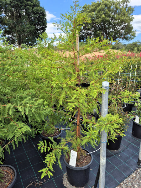 Taxodium distichum Bald / Swamp Cypress