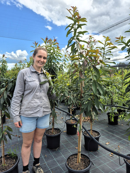 Xanthostemon chrysanthus