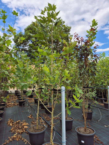 Platanus x acerifolia Bloodgood