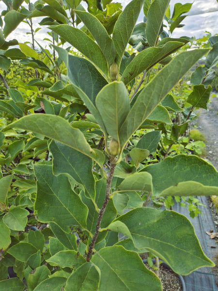 Magnolia x. soulangeana