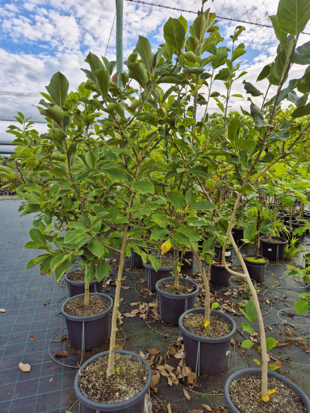 Magnolia x. soulangeana