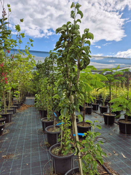 Pyrus calleryana Capital