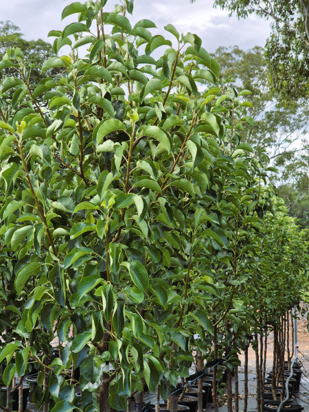 Pyrus calleryana Chanticleer
