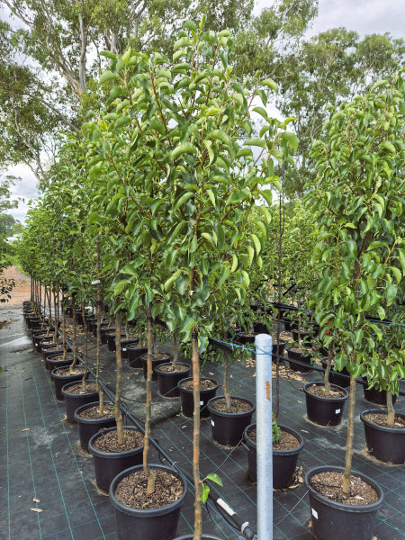 Pyrus calleryana Chanticleer