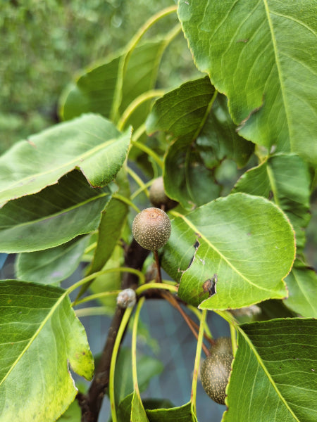 Pyrus ussuriensis Manchurian Pear