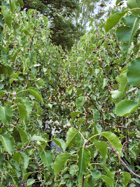 Pyrus ussuriensis Manchurian Pear
