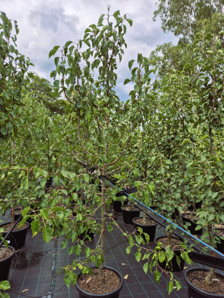 Pyrus ussuriensis Manchurian Pear