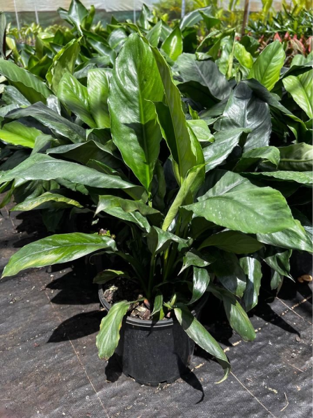 blue moon peace lily care Spathiphyllum Blue Moon