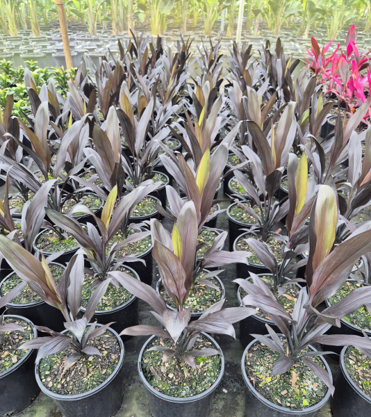 Cordyline fruticosa Caruba Black
