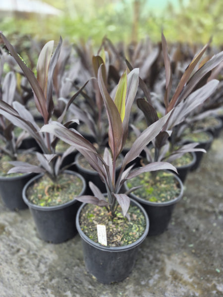 Cordyline fruticosa Caruba Black