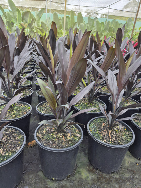 Cordyline fruticosa Caruba Black