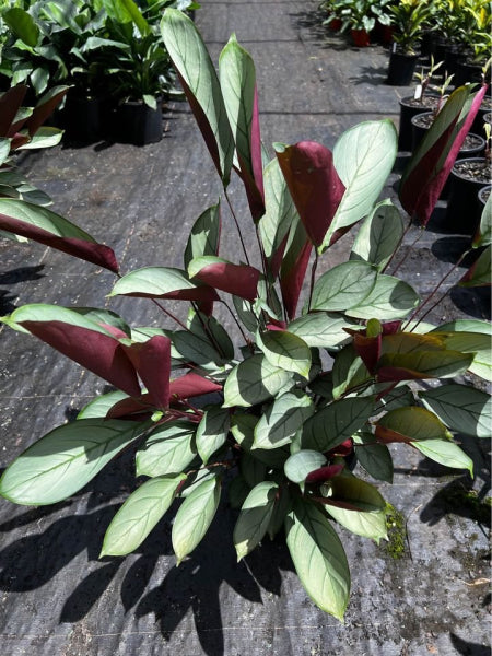 Ctenanthe setosa Grey Star