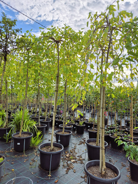 Morus alba pendula Weeping Mulberry Standards