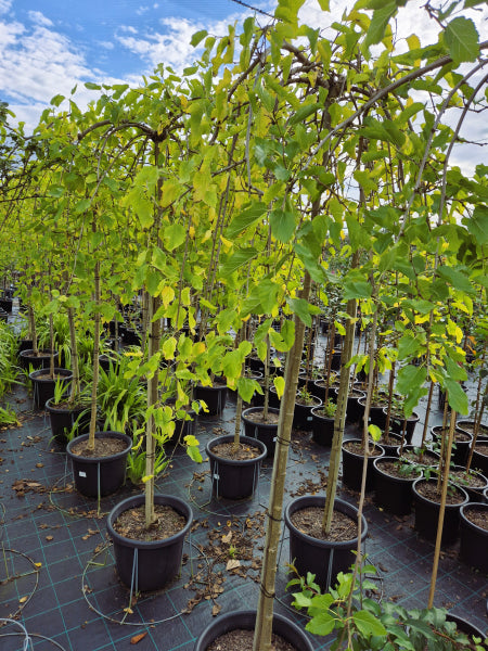 Morus alba pendula Weeping Mulberry Standards